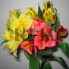 alstroemeria fall flower